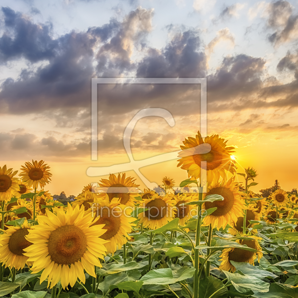 Bild-Nr.: 12923230 Sonnenblumen im Sonnenuntergang erstellt von Melanie Viola
