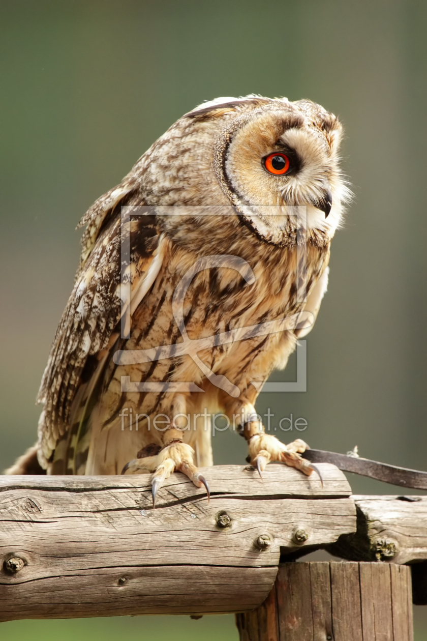 Bild-Nr.: 12923668 Waldohreule erstellt von DirkR