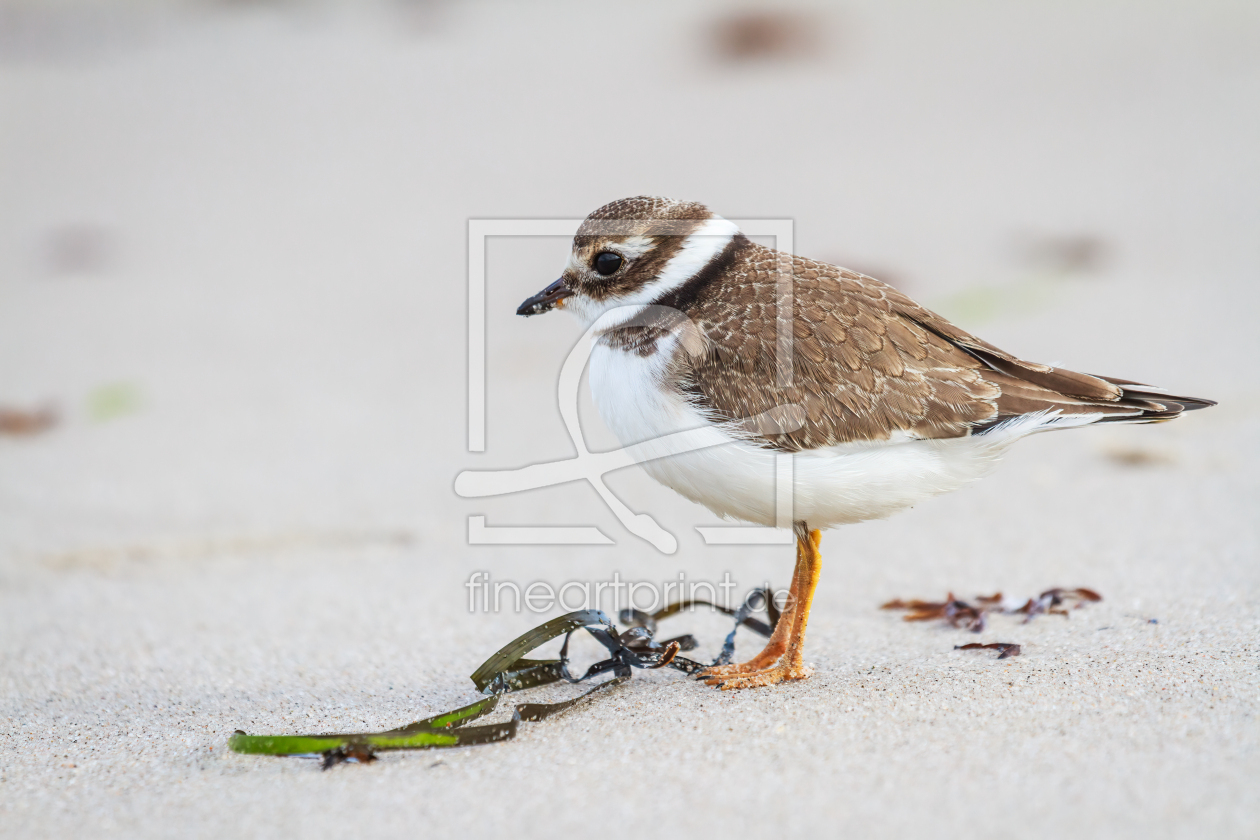 Bild-Nr.: 12923728 Sandregenpfeifer am Ostseestrand erstellt von Daniela Beyer