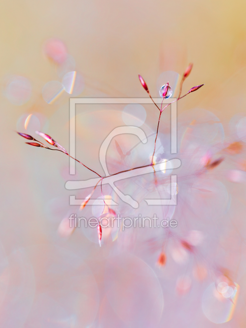 Bild-Nr.: 12924645 Tanz der Gräser im Morgentau erstellt von Daniela Beyer