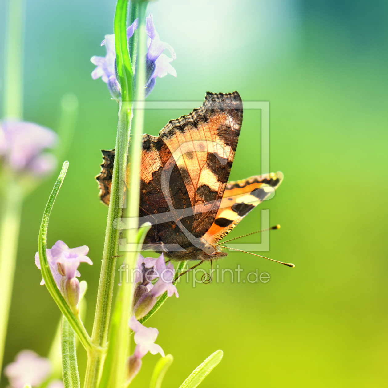 Bild-Nr.: 12926300 Schmetterling erstellt von Atteloi