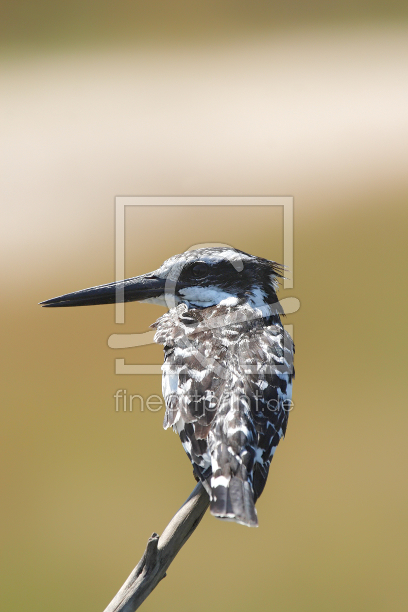 Bild-Nr.: 12926419 Graufischer erstellt von DirkR