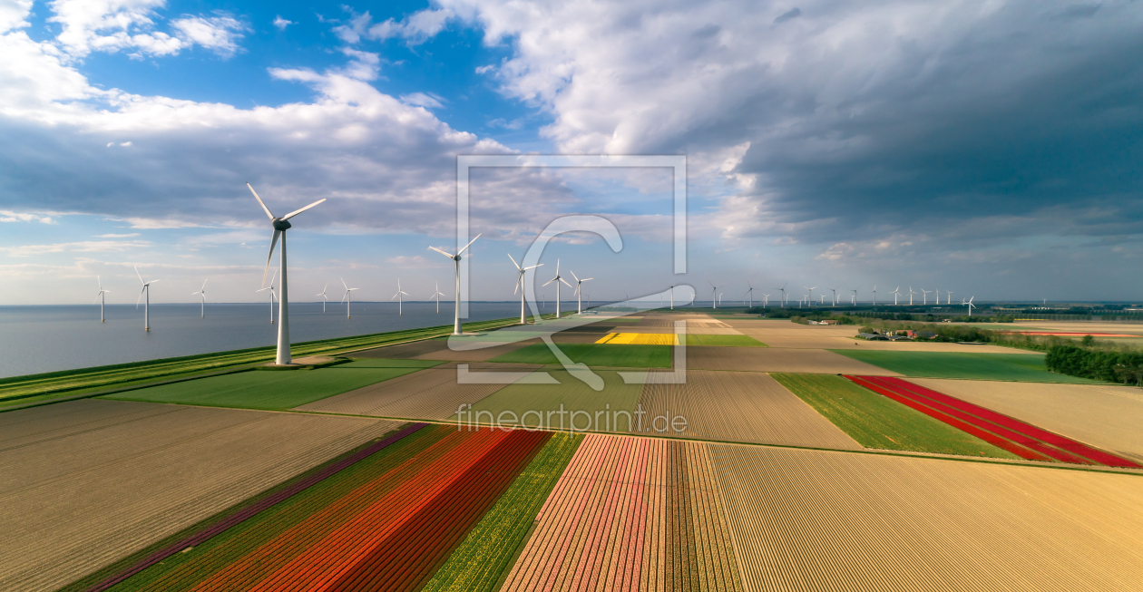 Bild-Nr.: 12927818 Tulpenfeld in Holland erstellt von Achim Thomae