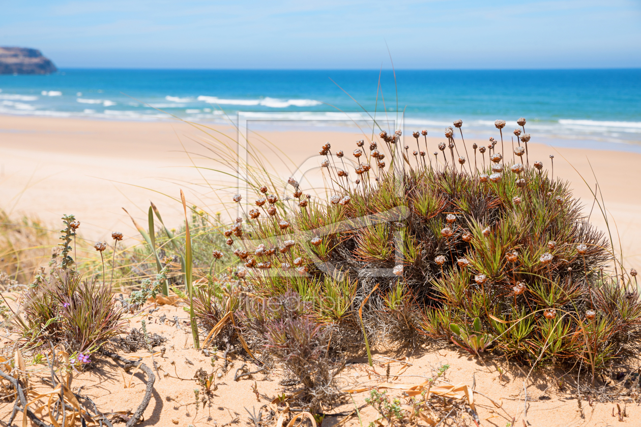 Bild-Nr.: 12928588 Dünenflora am Algarve Strand erstellt von SusaZoom