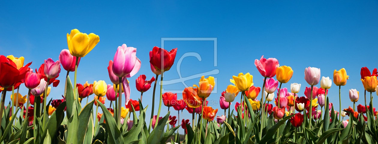 Bild-Nr.: 12928652 bunte Tulpenwiese erstellt von SusaZoom