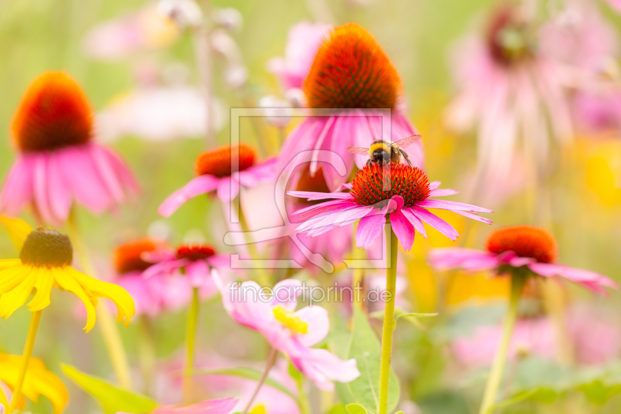 Bild-Nr.: 12928813 Hummel im Glück - Sommerblumen erstellt von Daniela Beyer