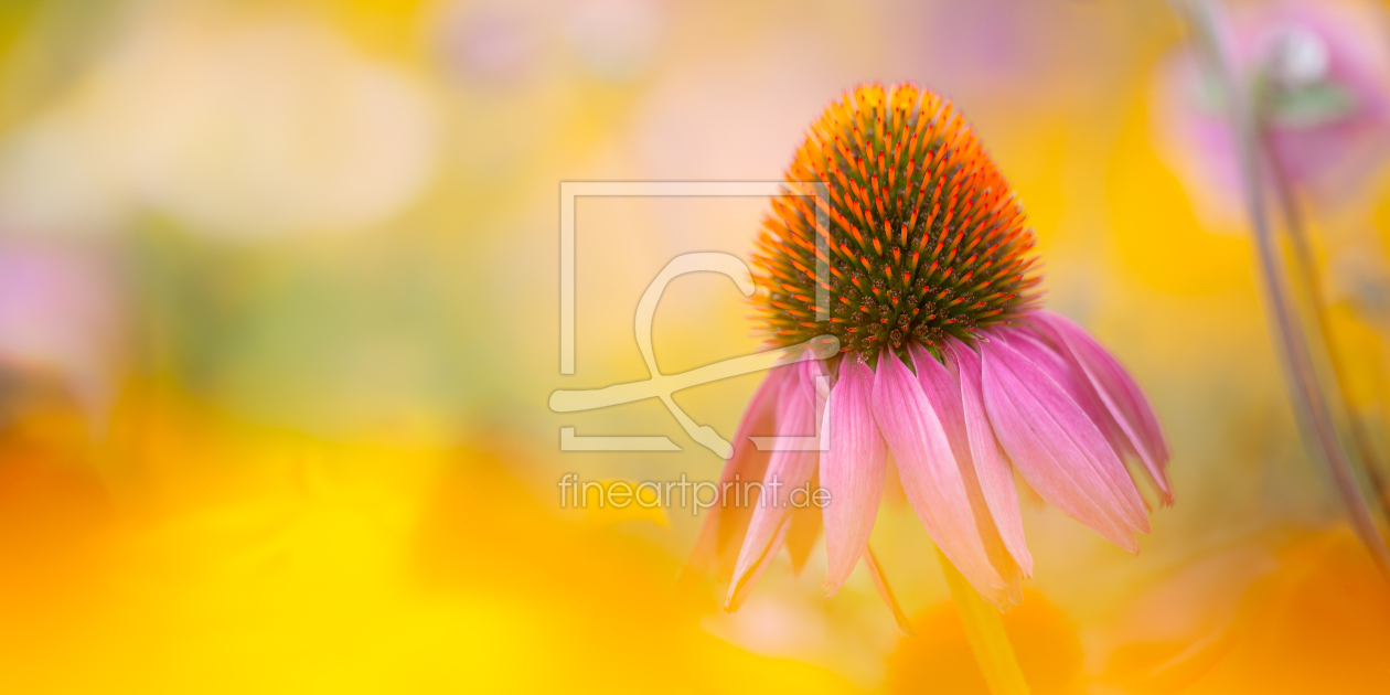 Bild-Nr.: 12928824 Sonnenhut - Echinacea erstellt von Daniela Beyer