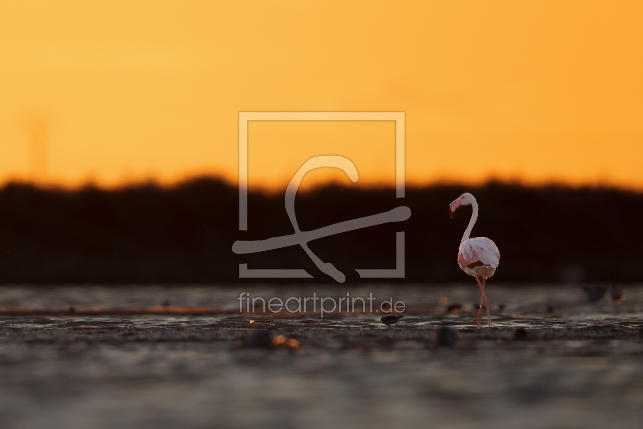 Bild-Nr.: 12929983 Flamingo in der Camargue erstellt von DirkR