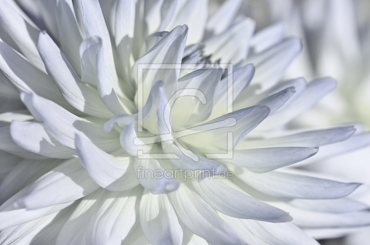 Bild-Nr.: 12931333 Dahlie erstellt von Atteloi