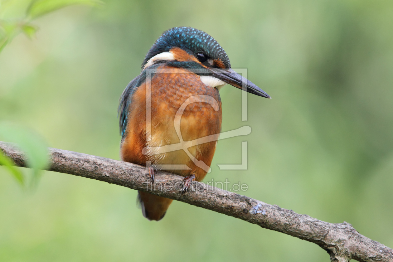 Bild-Nr.: 12931428 Eisvogel erstellt von DirkR