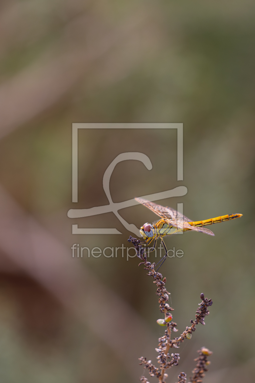 Bild-Nr.: 12932281 Frühe Heidelibelle erstellt von DirkR