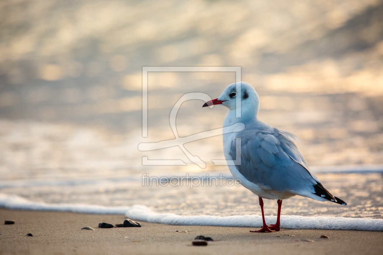 Bild-Nr.: 12932309 Süße Möwe vor der glitzernden Ostsee erstellt von Daniela Beyer
