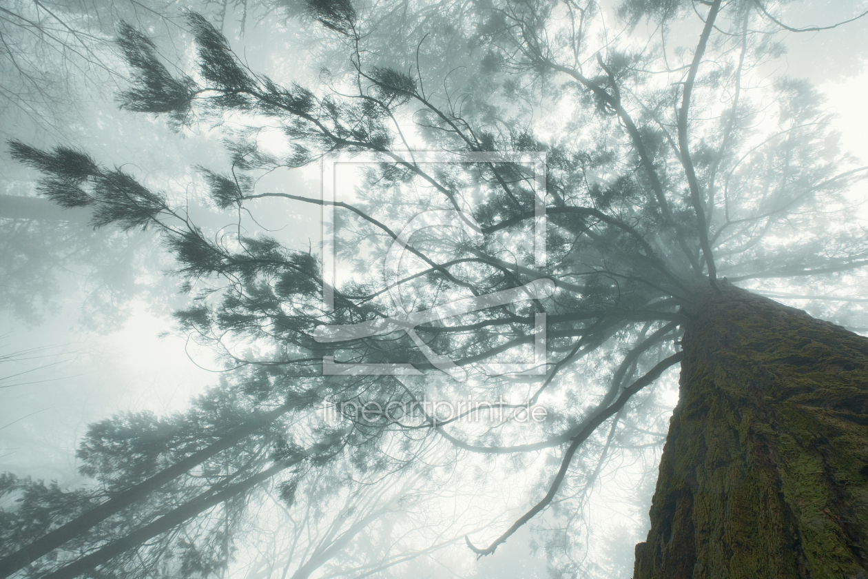 Bild-Nr.: 12932918 Redwoodbaum im Winter bei Nebel erstellt von Smileus