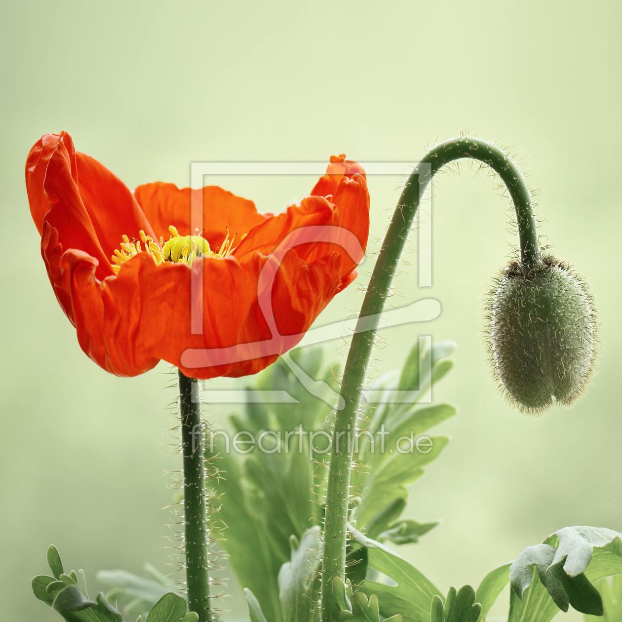 Bild-Nr.: 12933000 Mohnblume erstellt von Atteloi