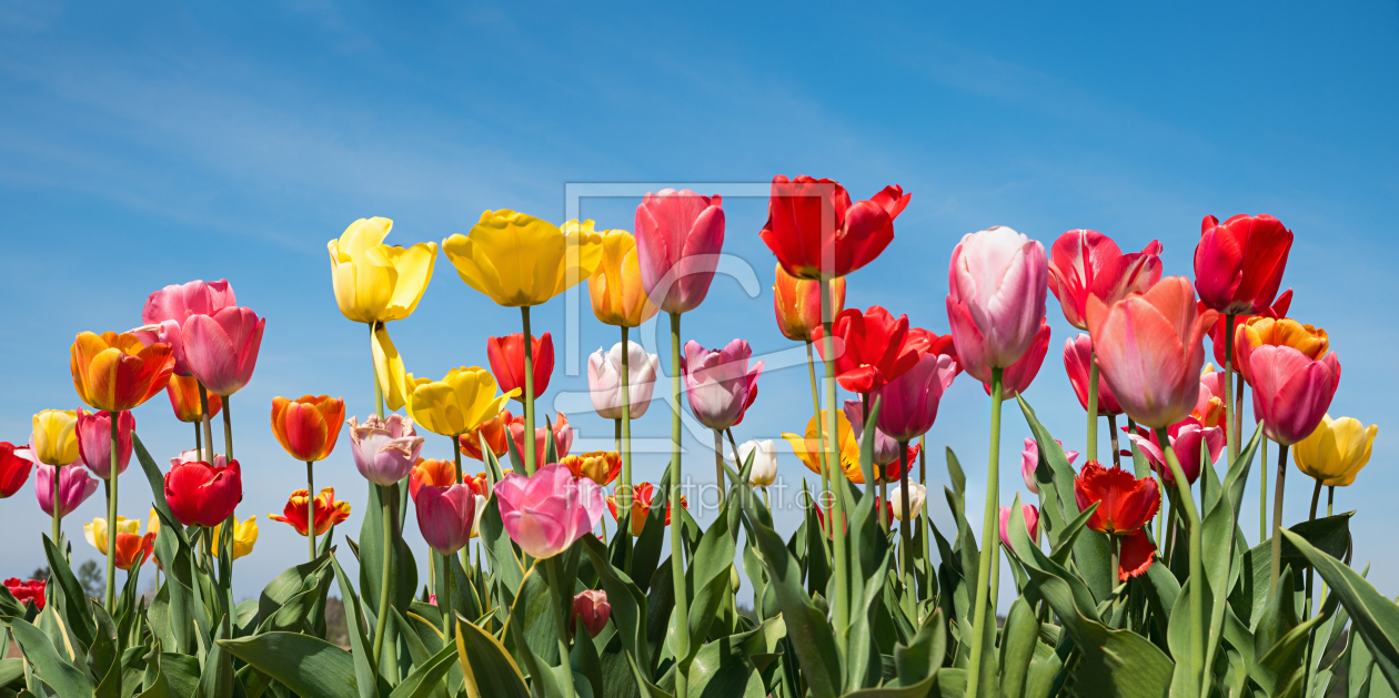 Bild-Nr.: 12934386 Buntes Tulpenfeld II erstellt von SusaZoom