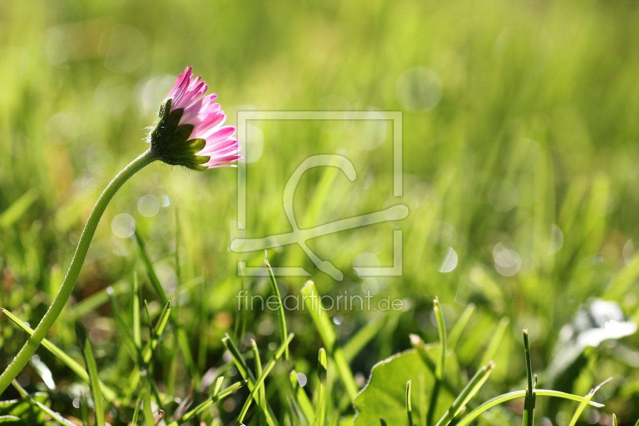 Bild-Nr.: 12934752 Kleines Gänseblümchen auf der Wiese erstellt von SusaZoom