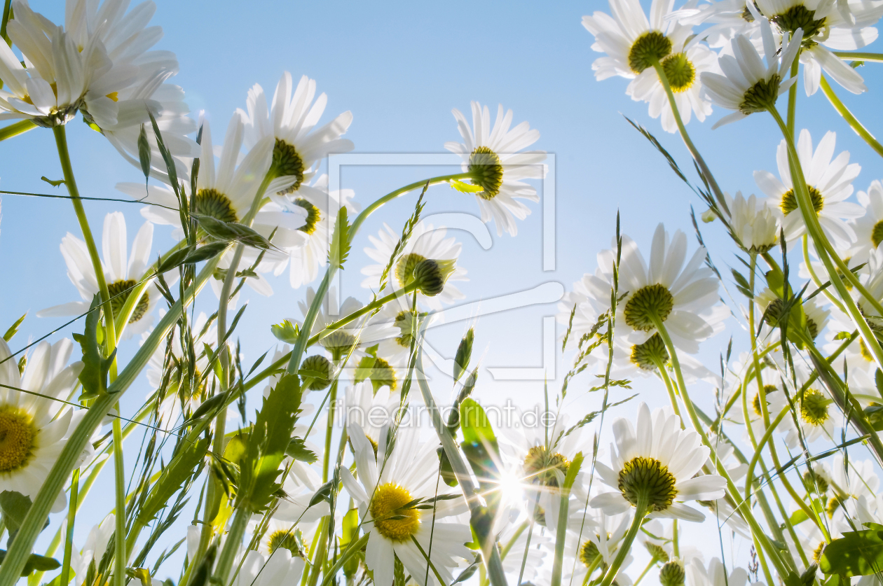 Bild-Nr.: 12934777 Margerite 2 erstellt von danielschoenen