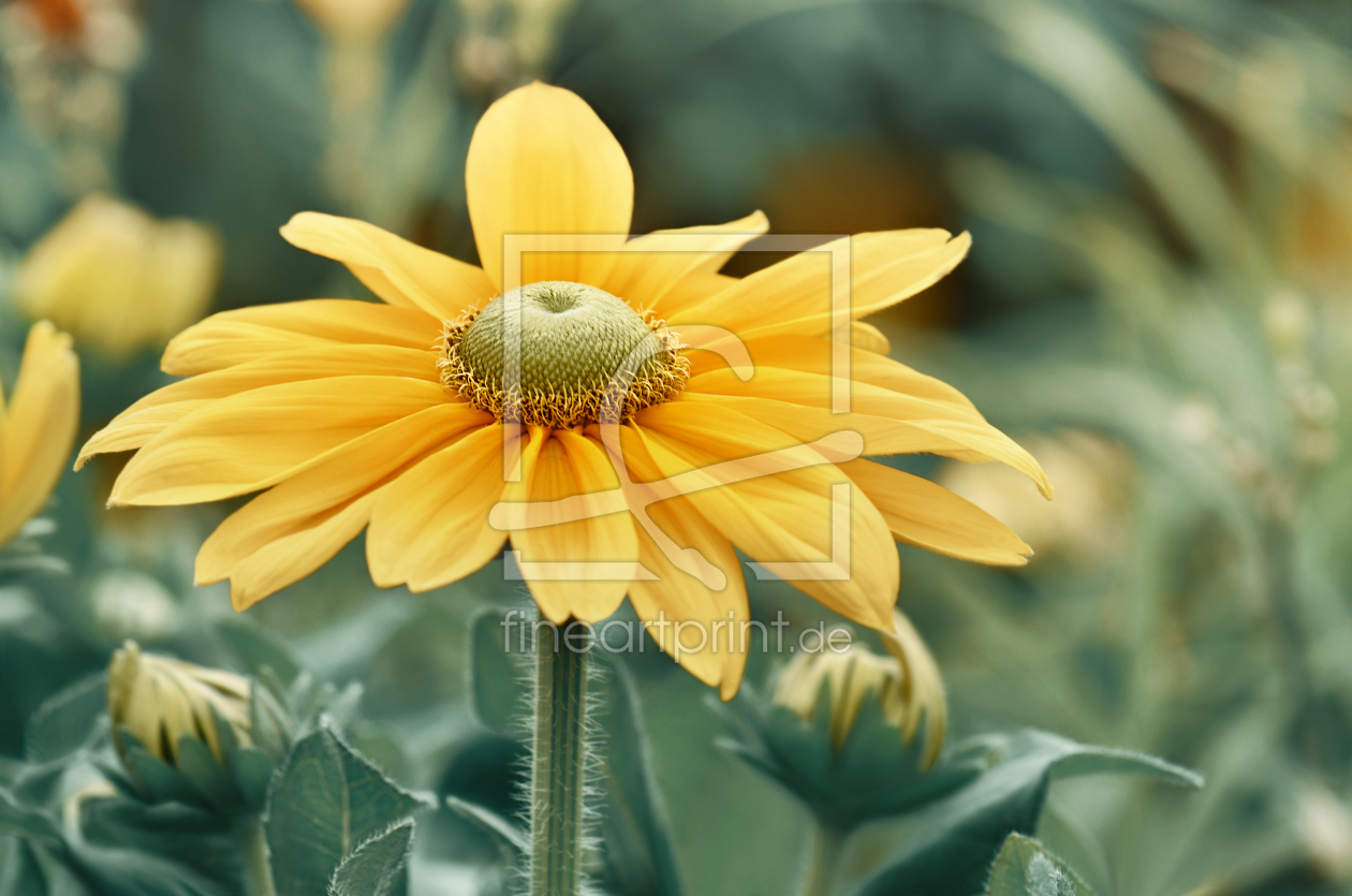 Bild-Nr.: 12934856 Rudbeckia erstellt von Atteloi