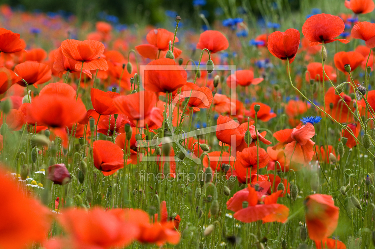 Bild-Nr.: 12935263 Mohnfeld erstellt von danielschoenen