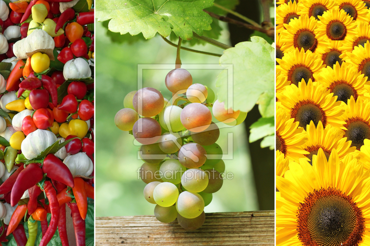 Bild-Nr.: 12935511 Collage Erntezeit erstellt von SusaZoom