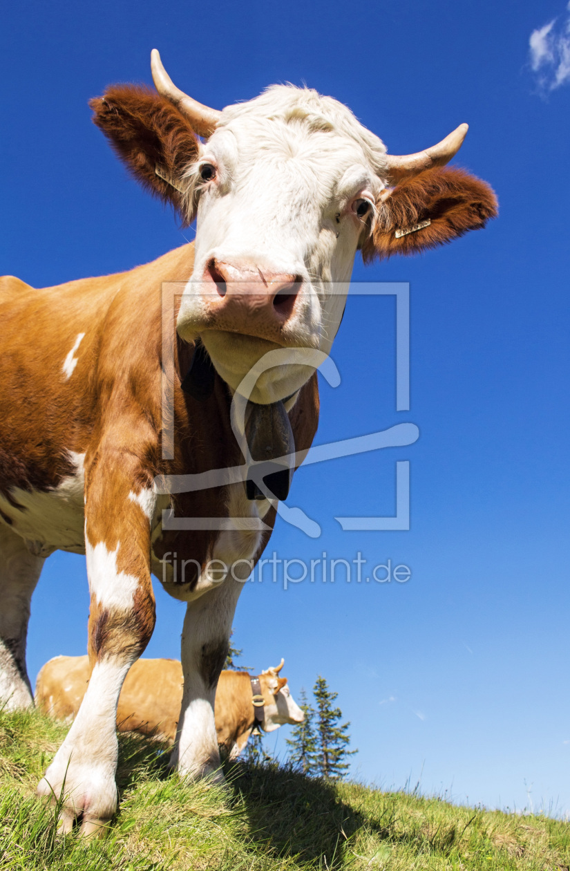 Bild-Nr.: 12935934 Marie ist neugierig erstellt von wompus