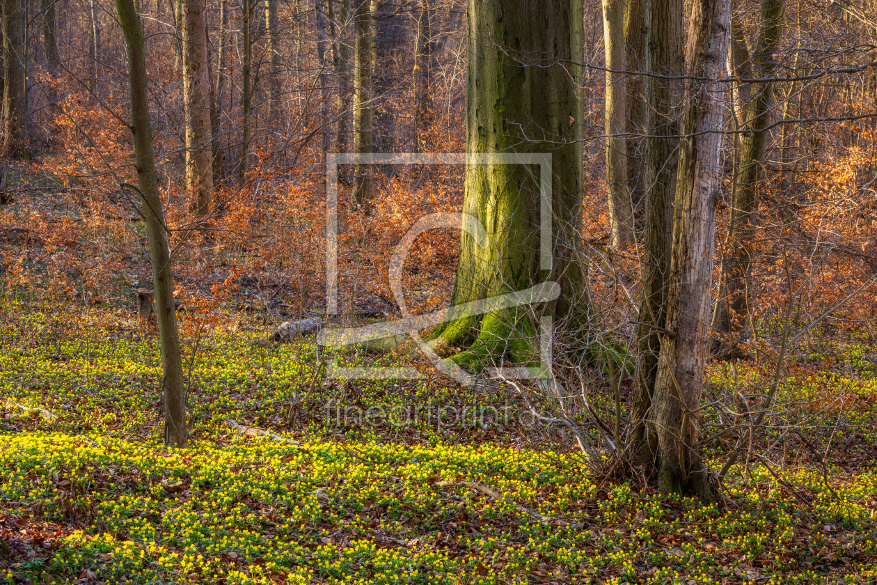 Bild-Nr.: 12936100 Blütenteppich aus Winterlingen im Frühlingswald erstellt von Daniela Beyer