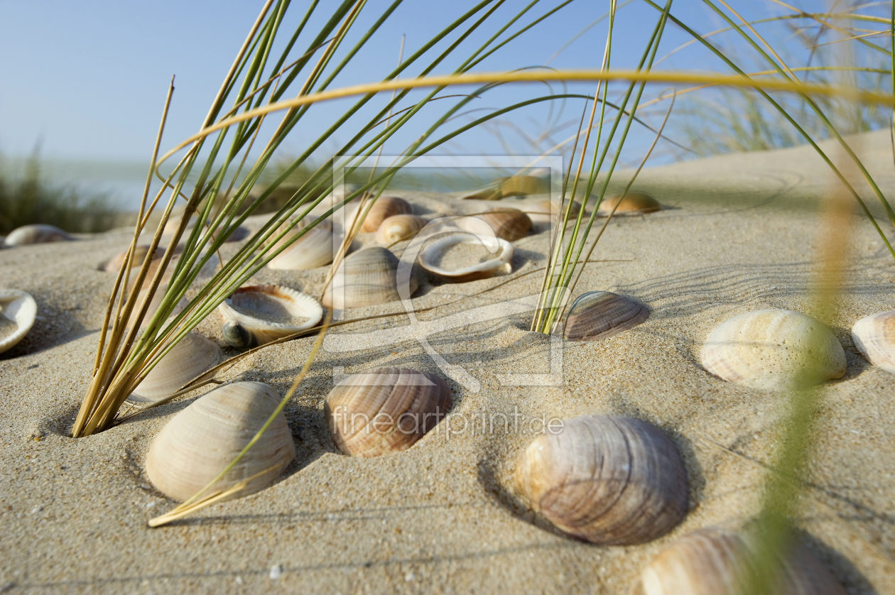 Bild-Nr.: 12936193 Muscheln 1 erstellt von danielschoenen