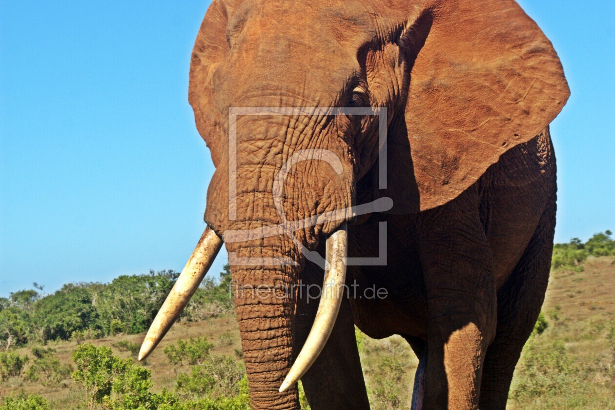 Bild-Nr.: 12936469 Addo Elefanten Bulle erstellt von Schwob