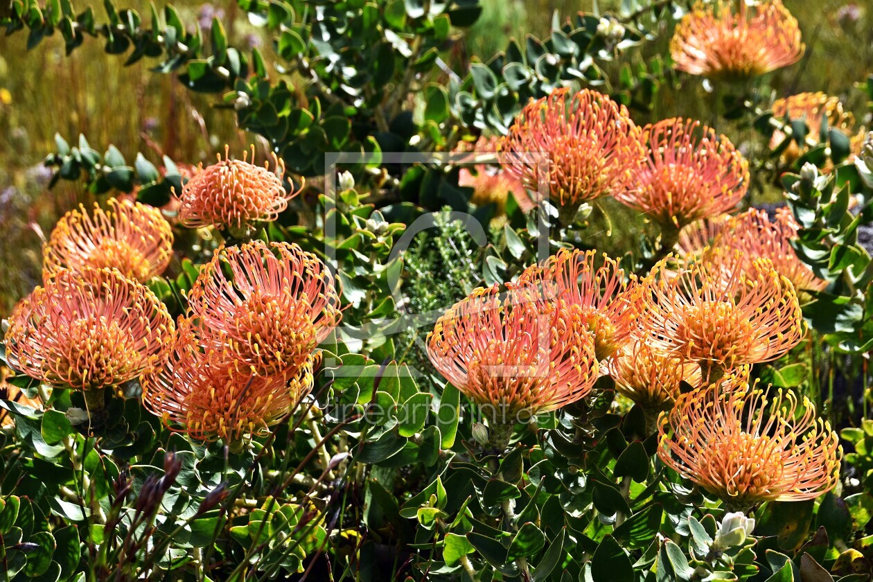 Bild-Nr.: 12936526 Nadelkissen Blumen erstellt von Schwob