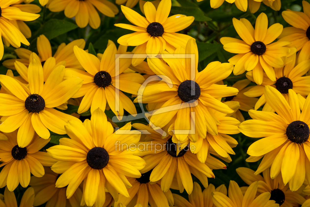 Bild-Nr.: 12936897 gelbe Rudbeckia erstellt von volker heide