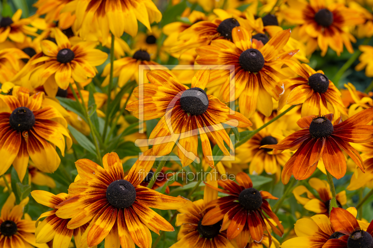 Bild-Nr.: 12936898 farbenprächtige Rudbeckia erstellt von volker heide