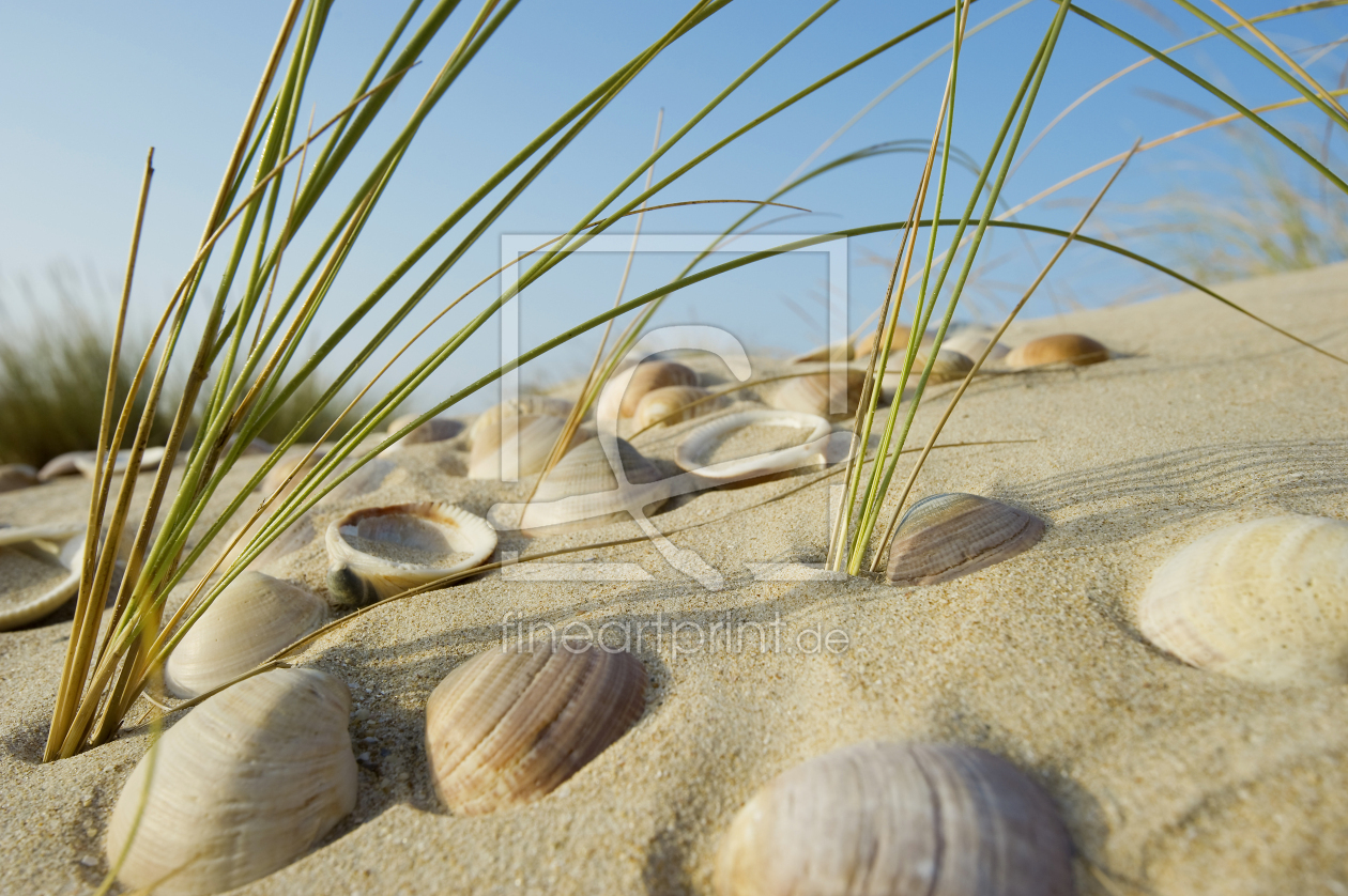Bild-Nr.: 12937143 Muscheln erstellt von danielschoenen