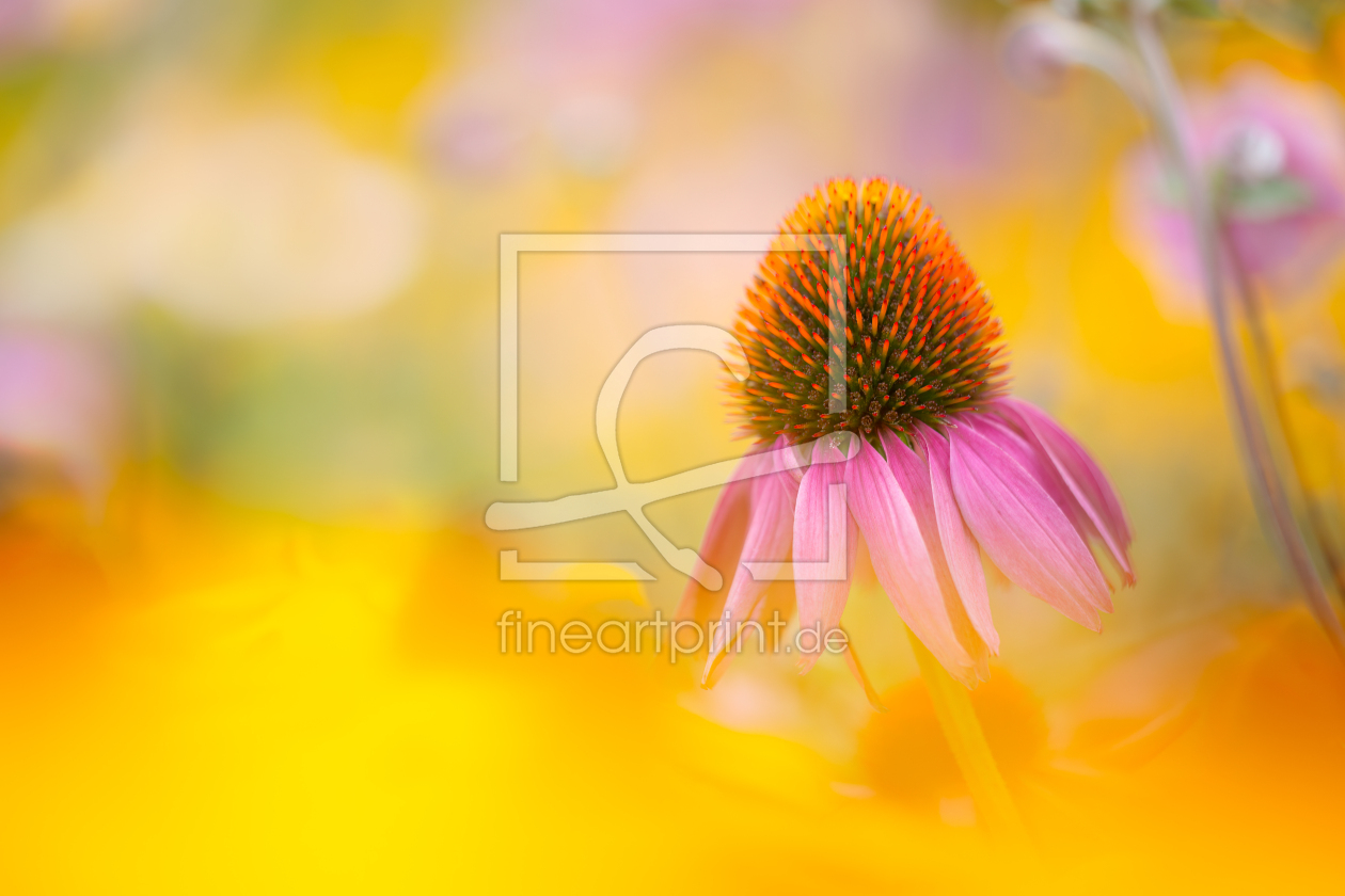 Bild-Nr.: 12937156 Sonnenhut - Echinacea  erstellt von Daniela Beyer