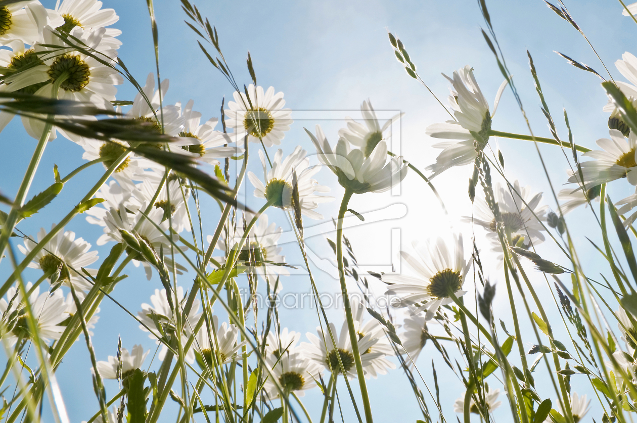 Bild-Nr.: 12937450 Margerite 1 erstellt von danielschoenen