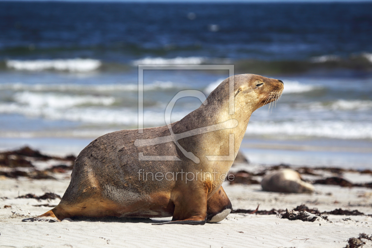 Bild-Nr.: 12937629 Australischer Seelöwe erstellt von DirkR