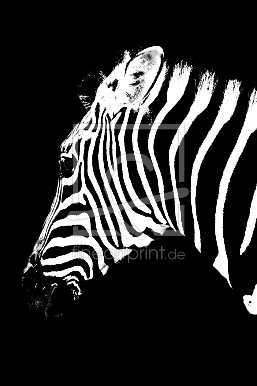Bild-Nr.: 12937791 Zebra Portrait erstellt von Schwob