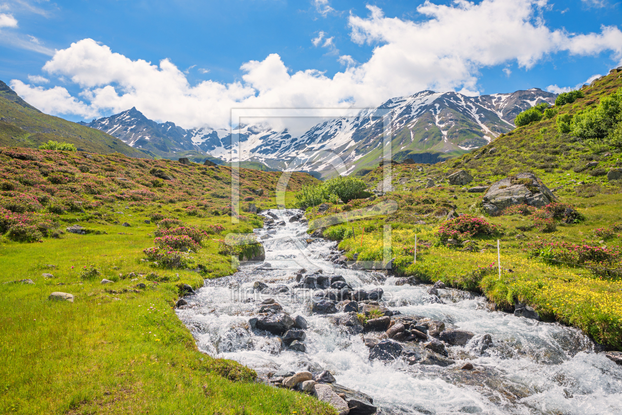 Bild-Nr.: 12937996 Dischmabach und Alpenrosen am Dürrboden Schweiz erstellt von SusaZoom