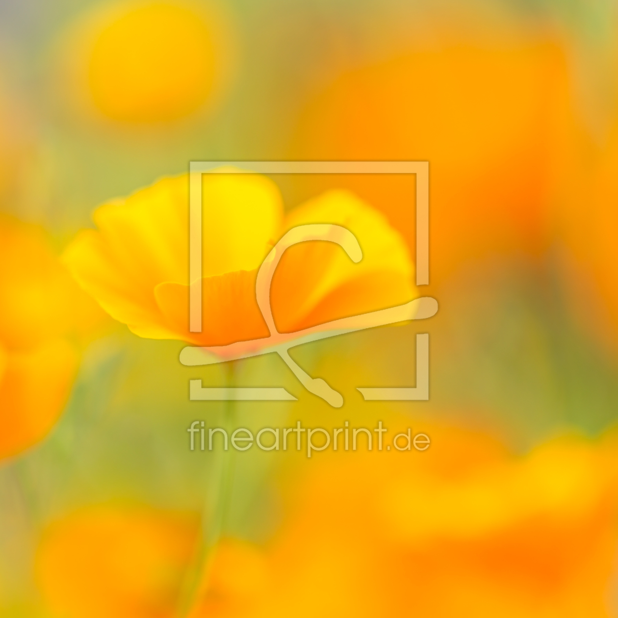 Bild-Nr.: 12938023 Augustgold - Kalifornischer Goldmohn Iim Quadrat erstellt von Daniela Beyer