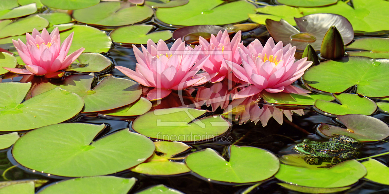 Bild-Nr.: 12938089 Seerosen erstellt von Atteloi