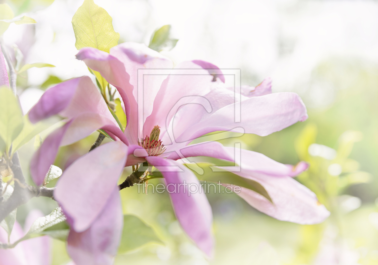 Bild-Nr.: 12938133 Zarte Magnolienblüte erstellt von SusaZoom