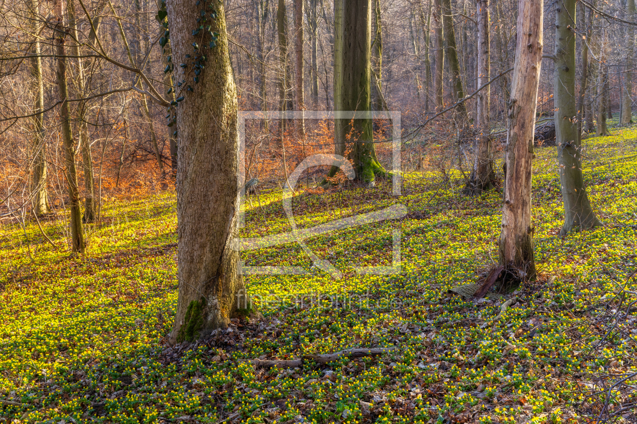 Bild-Nr.: 12938198 Abendsonne im Frühlingswald erstellt von Daniela Beyer