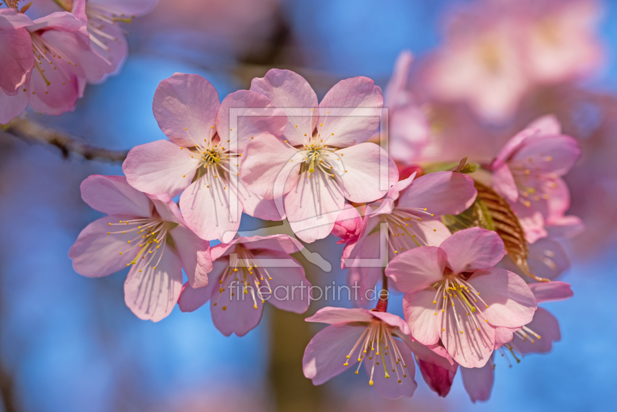 Bild-Nr.: 12938354 Rosa Kirschblüten erstellt von SusaZoom