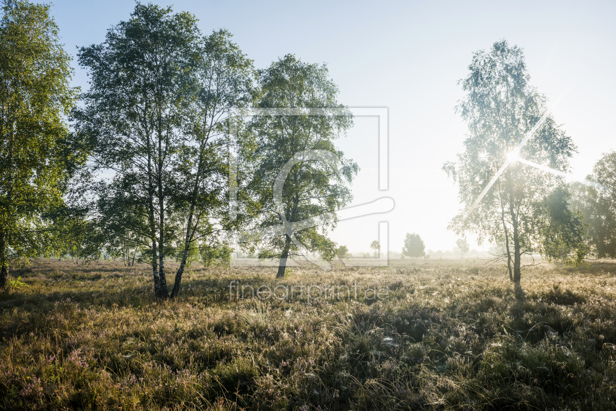 Bild-Nr.: 12939000 Heide 2 erstellt von danielschoenen