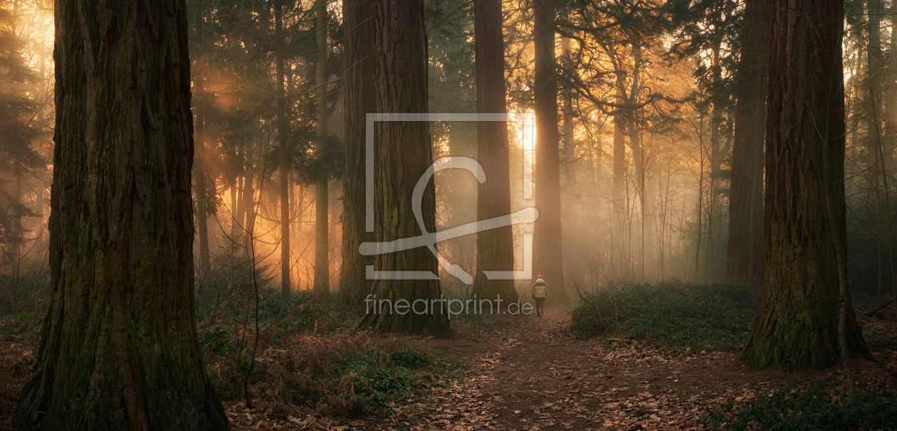 Bild-Nr.: 12939249 Goldenes Sonnenlicht bei Nebel im Redwood-Wald erstellt von Smileus