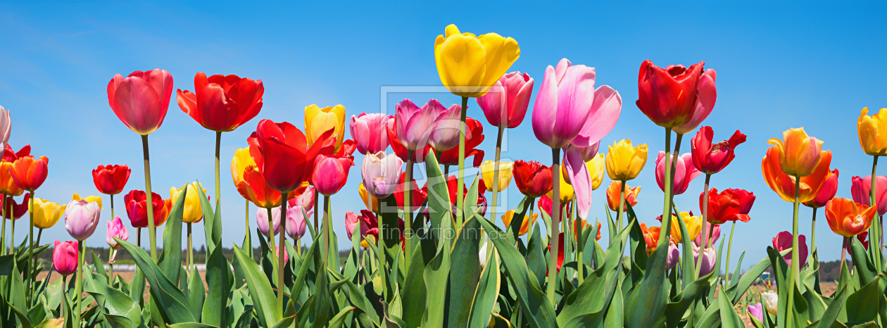 Bild-Nr.: 12939916 Buntes Tulpenbeet erstellt von SusaZoom