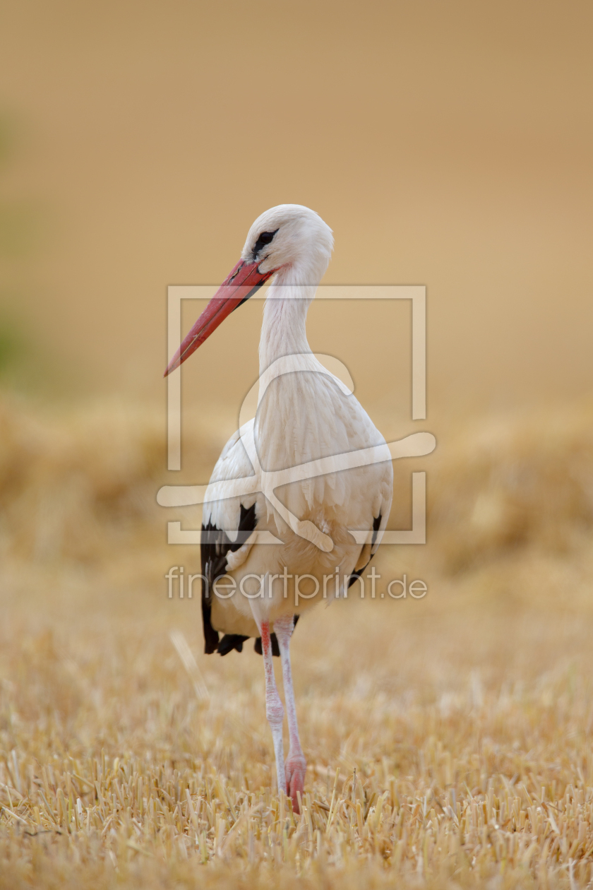 Bild-Nr.: 12940422 Weißstorch erstellt von DirkR