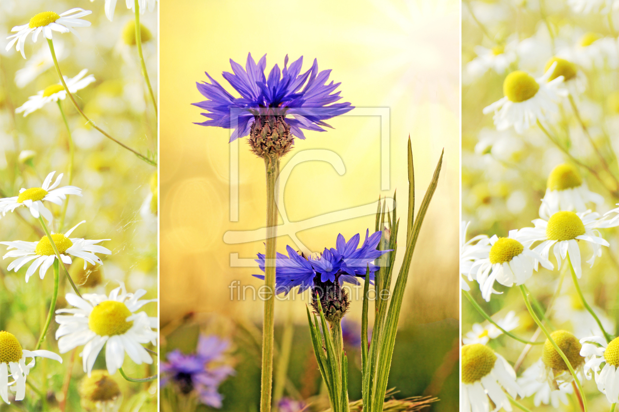 Bild-Nr.: 12940594 Collage Kornblumen und Kamille dreiteilig erstellt von SusaZoom