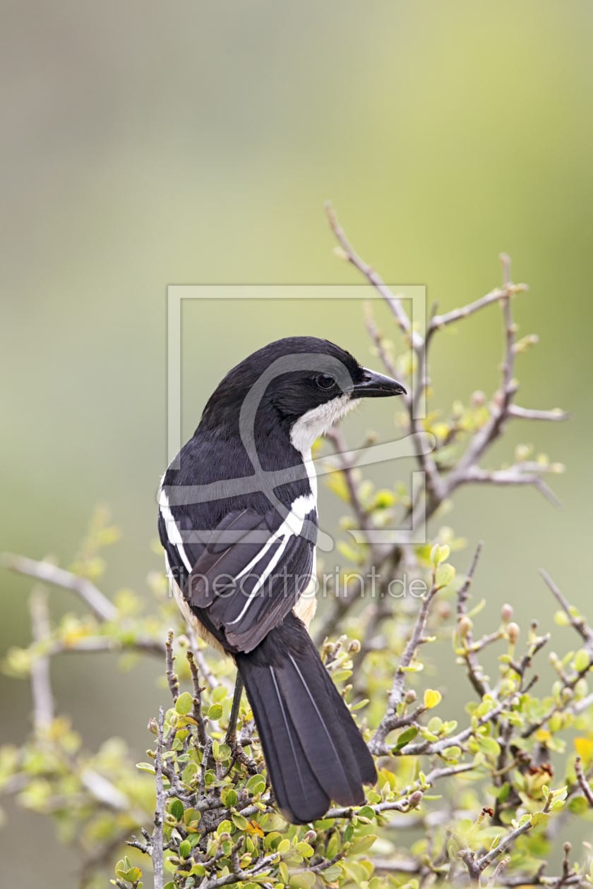 Bild-Nr.: 12940600 Fiskalwürger erstellt von DirkR