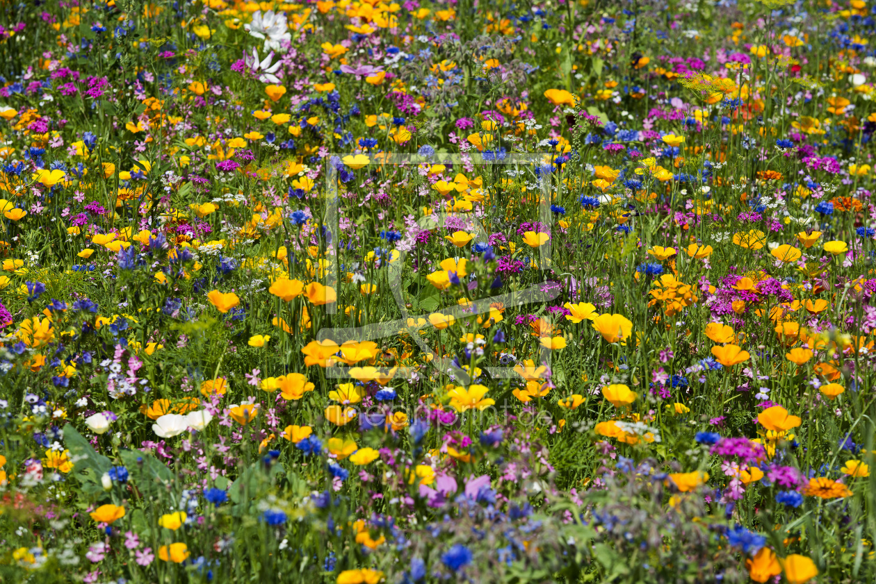 Bild-Nr.: 12940902 Blumen 2 erstellt von danielschoenen