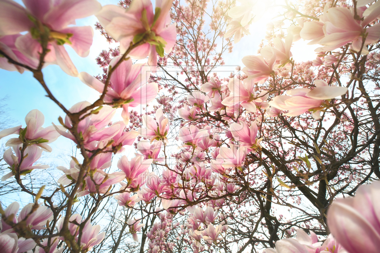 Bild-Nr.: 12943219 Magnolien blühen im Licht der Frühlingssonne erstellt von Smileus